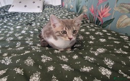 Mixed Breed cats for sale: Half bengal quarter mainecoon  - Image 4
