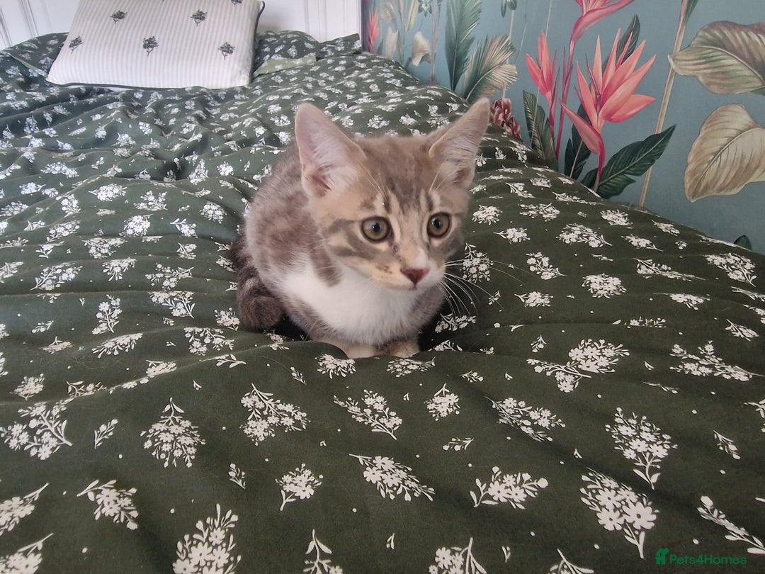 Mixed Breed cats for sale: Half bengal quarter mainecoon  - Image 4