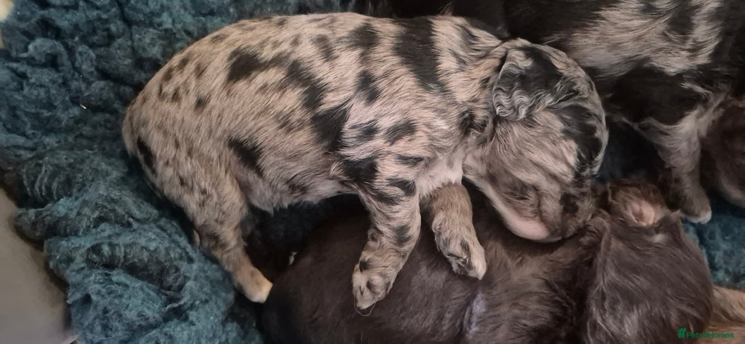 Cockapoo dogs for sale: 8 Beautiful Cockapoo pups,Merle, chocolate, black - Image 8