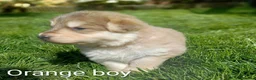 German Shepherd dogs for sale: Gorgeous German Shepherd pups for sale - Advert 28