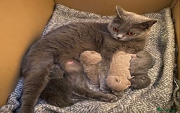 British Shorthair cats for sale: British Shorthair Kittens For Sale - Advert 19