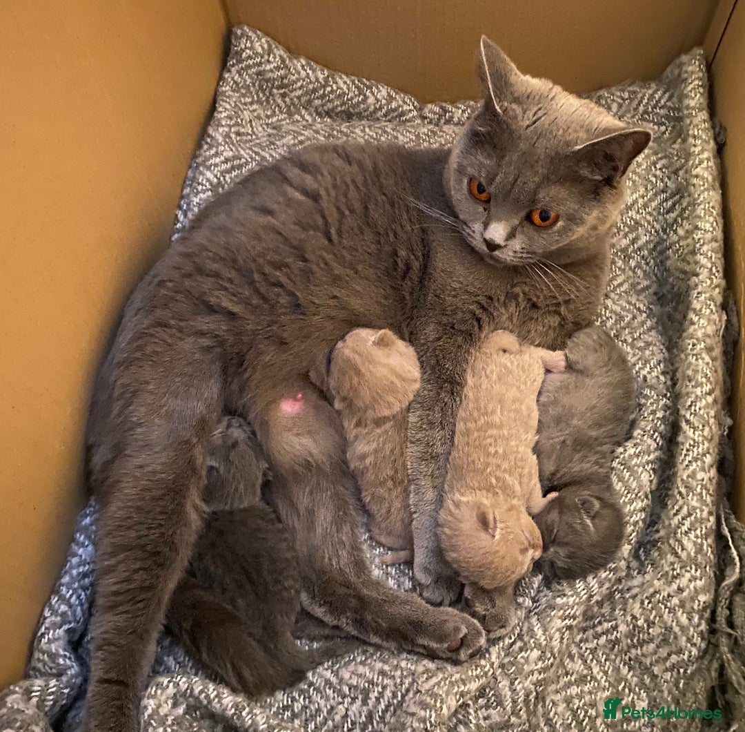 British Shorthair cats for sale: British Shorthair Kittens For Sale - Advert 19