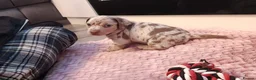 Miniature Dachshund dogs for sale: Beautiful miniature dachshund puppies  in Liverpool - Advert 2