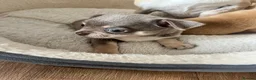 Chihuahua dogs for sale: Chihuahua puppies 2 boys kc registered  - Advert 11