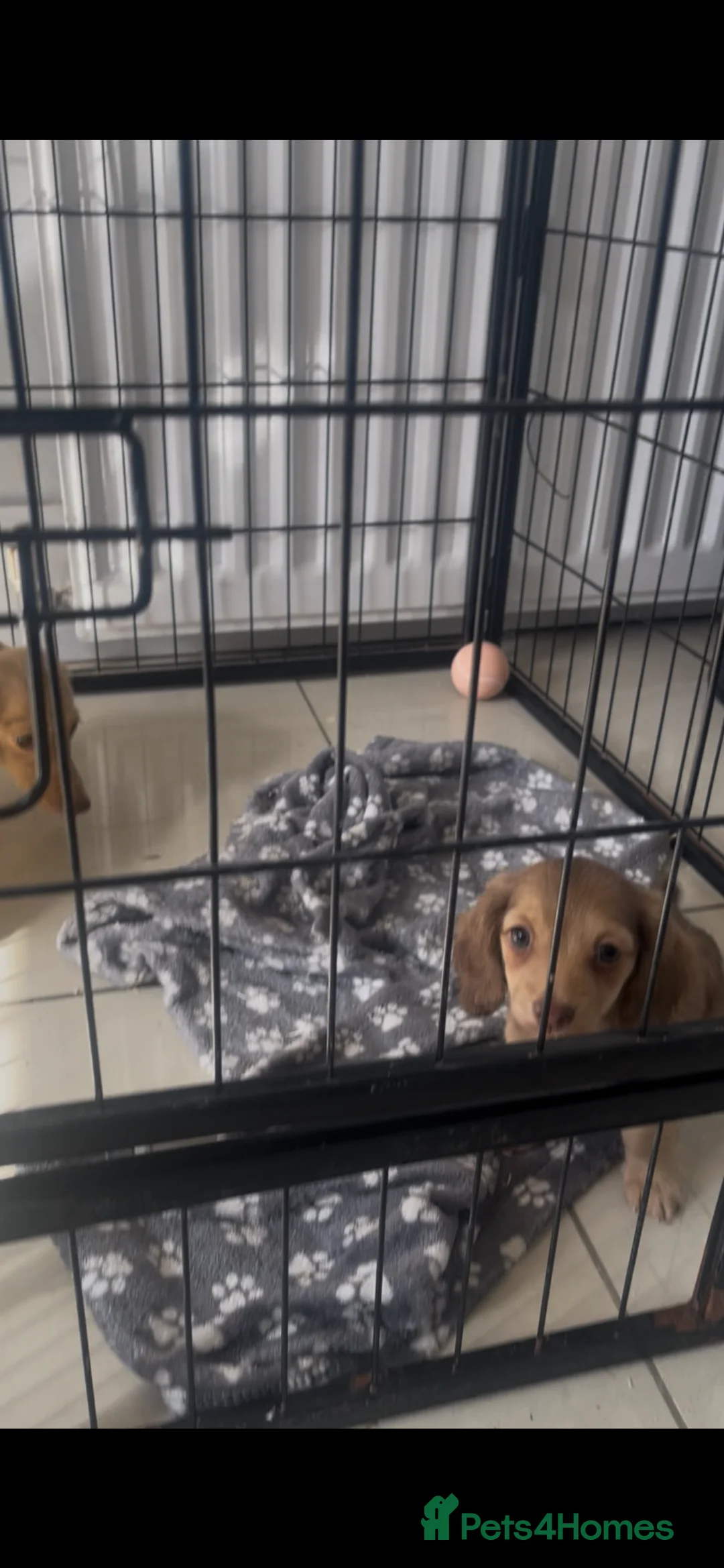Miniature Dachshund dogs for sale: Mini long dachshund  in Castleford - Advert 4
