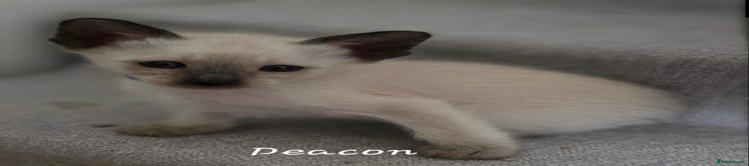 Deacon 