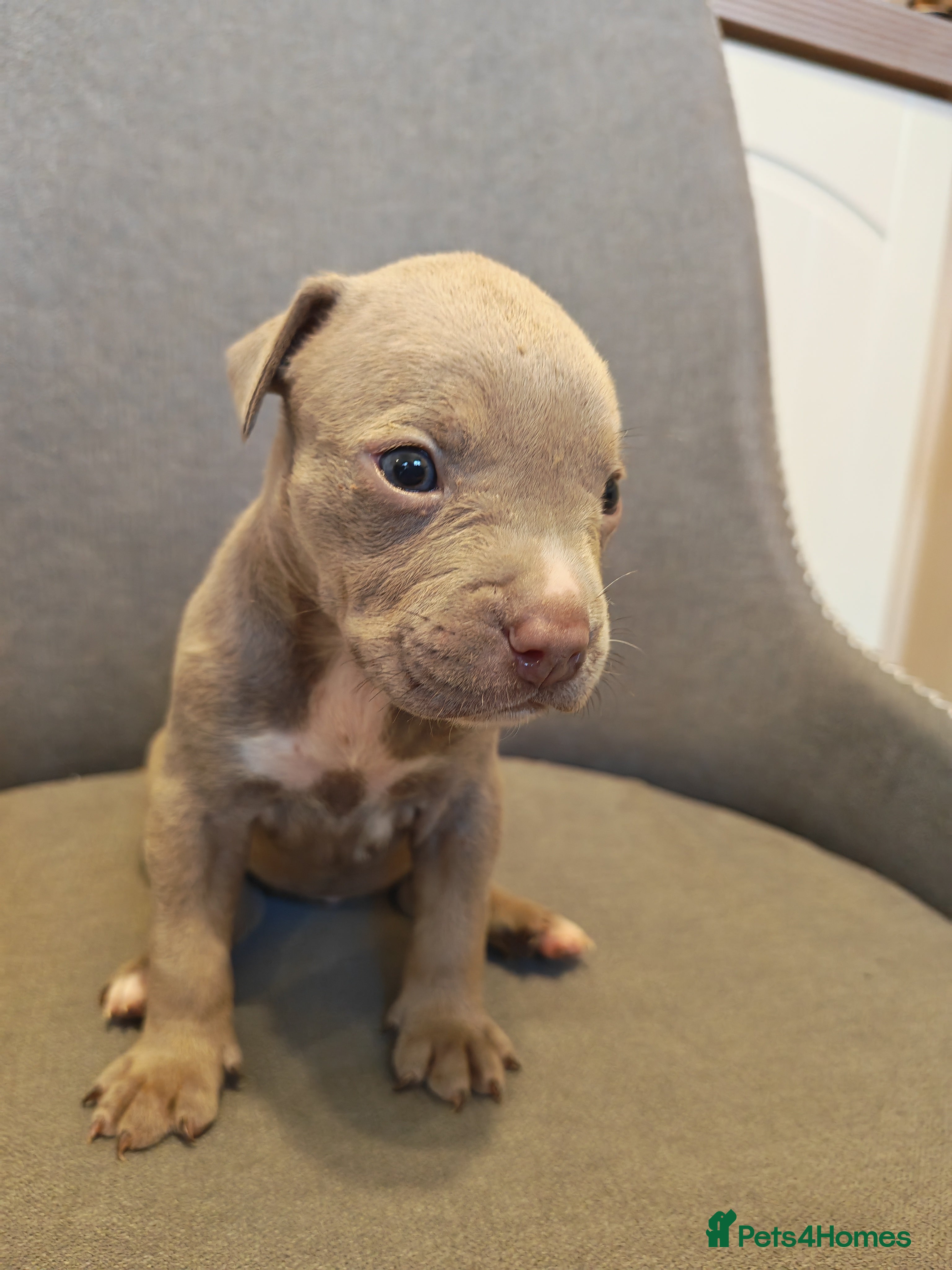Mixed Breed dogs Staffy x American Bulldog Puppies - Advert 2