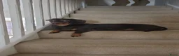 Dachshund dogs for sale: Chocolate and tan 19 months in Gloucester - Advert 1