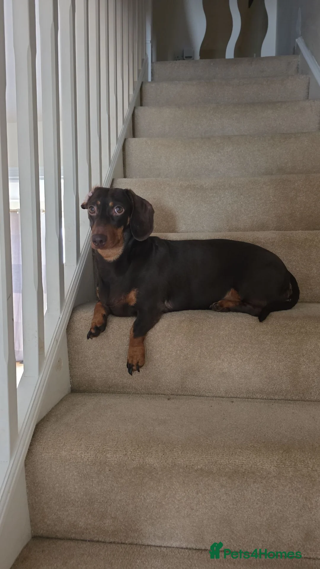 Dachshund dogs for sale: Chocolate and tan 19 months in Gloucester - Advert 1