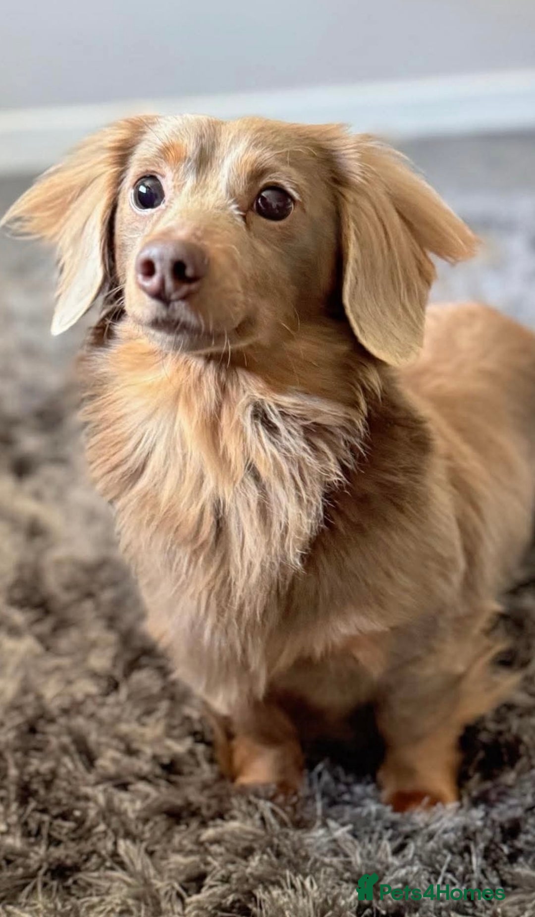 Miniature Dachshund dogs for stud: True Isabella tan long haired mini tiny KC stud  - Advert 2