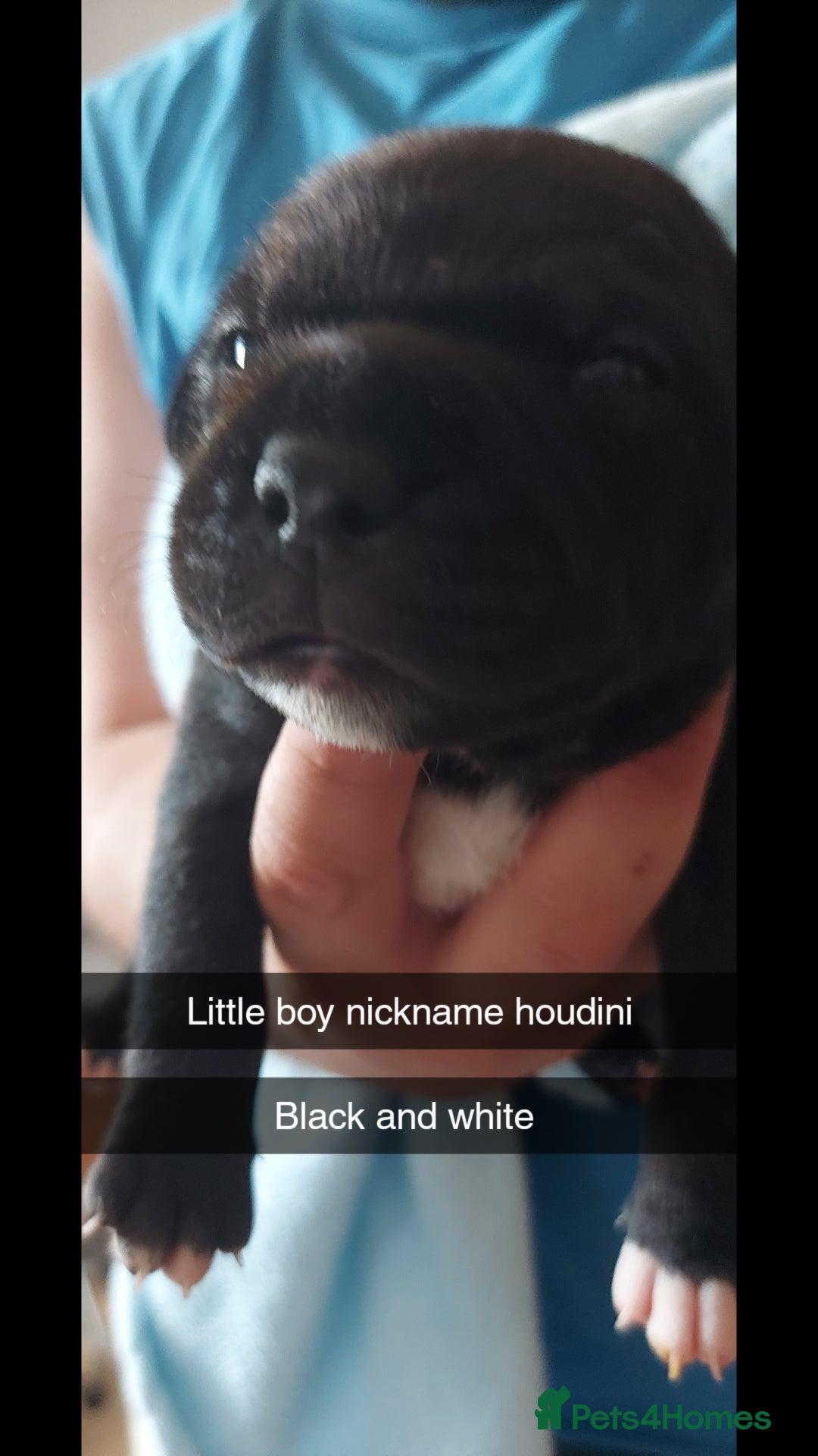 Staffordshire Bull Terrier dogs for sale: Staffordshire bull terrier puppies  - Image 5
