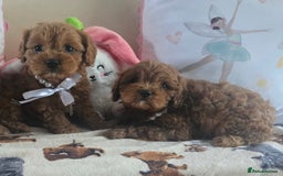 Cavapoo dogs for sale: Ruby red cavapoo puppies  - Image 14
