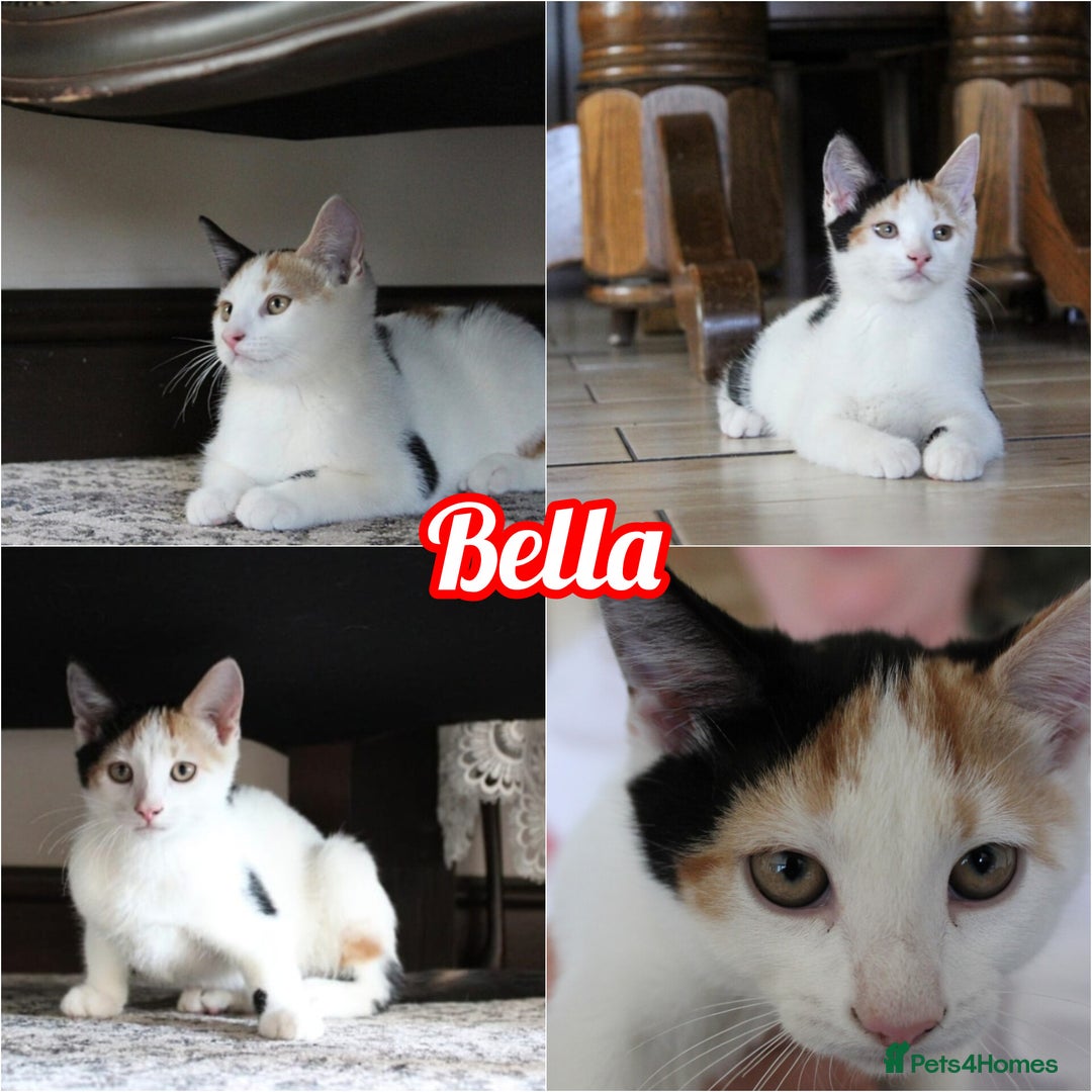British Shorthair cats for sale: 2 Bundles of Joy!! Ready now!! - Image 6