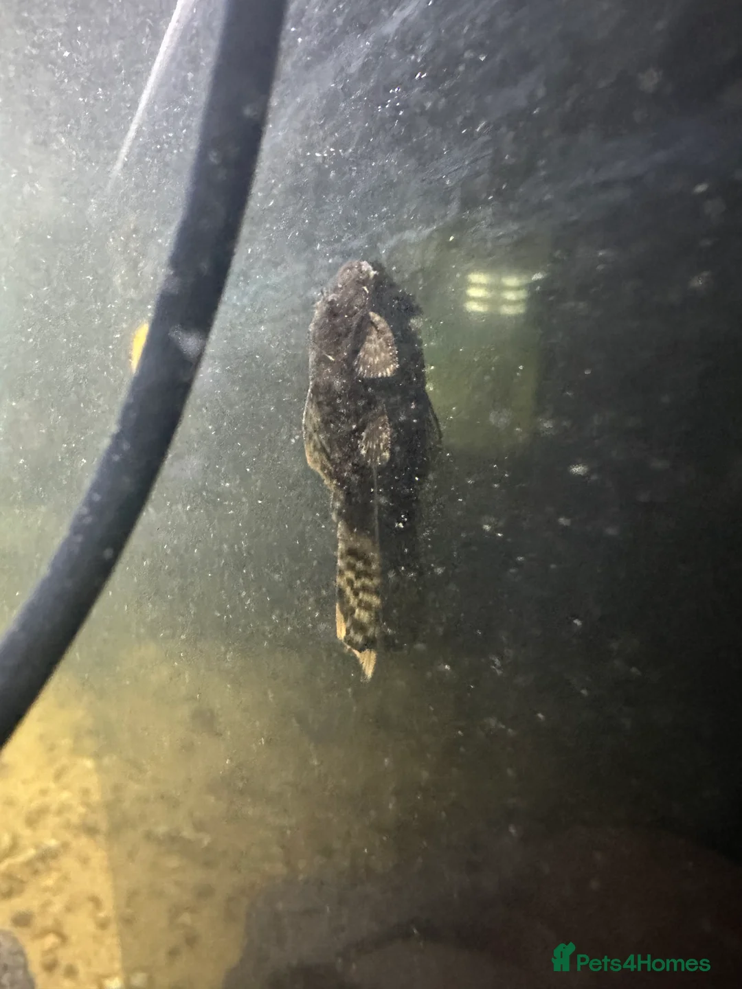 Plecos fish for sale: Britlenose pleco - Advert 2