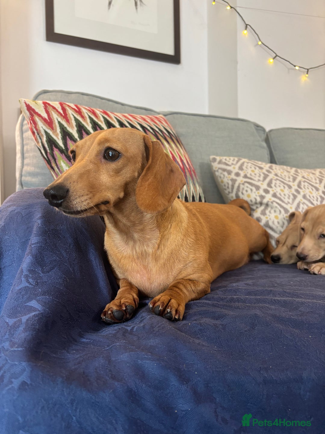 Miniature Dachshund dogs for sale: 🐶 Miniature Smooth Haired Dachshunds. KC REG. 🐶  - Image 38
