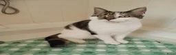 Mixed Breed cats for sale: 9 month old British Short Hair Maine coone cross  in Heathfield - Advert 3