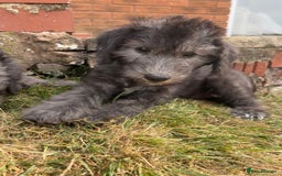 Bedlington Terrier dogs for sale: Bedlington Terrier x Italian Greyhound Puppies - Image 9