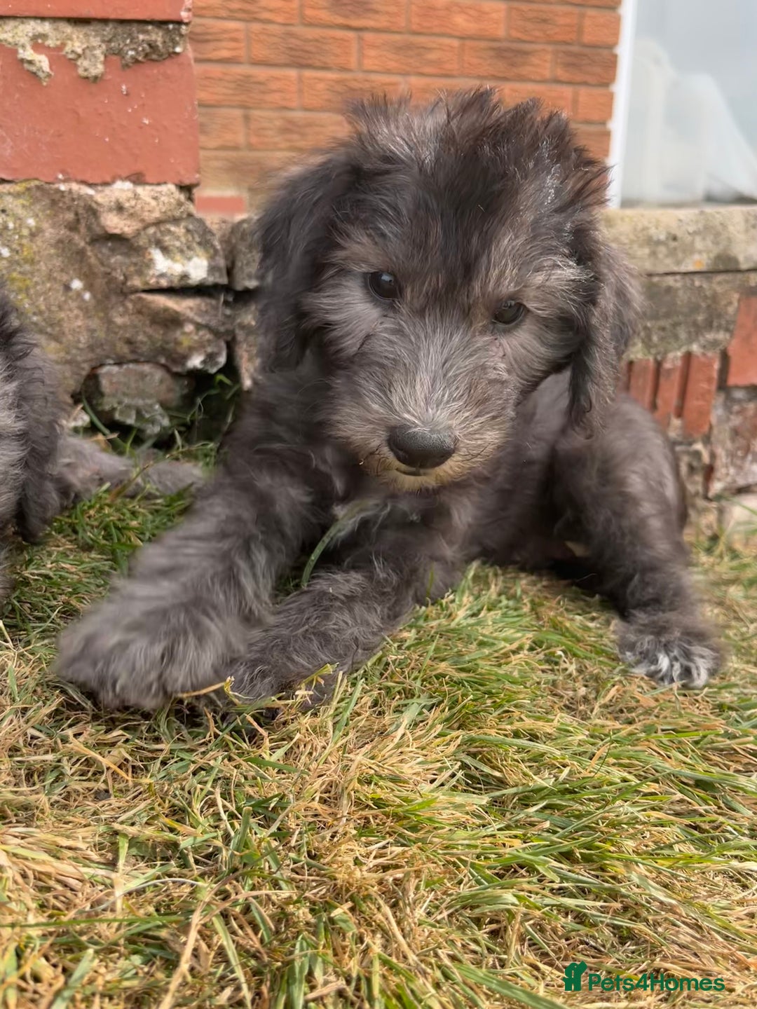 Bedlington Terrier dogs for sale: Bedlington Terrier x Italian Greyhound Puppies - Image 9