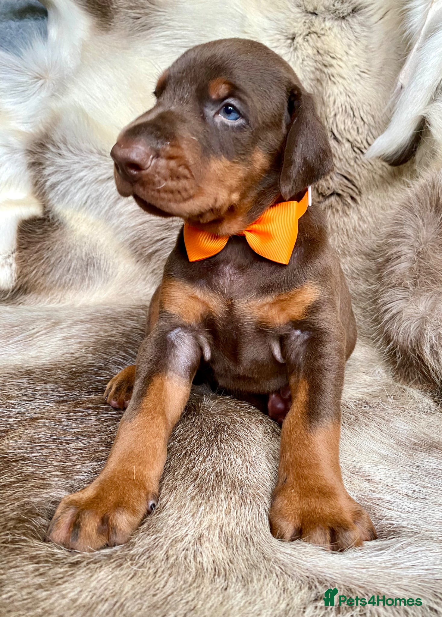 Dobermann dogs for sale: *KC REGISTERED* HEALTH TESTED DOBERMAN PUPPIES - Advert 26