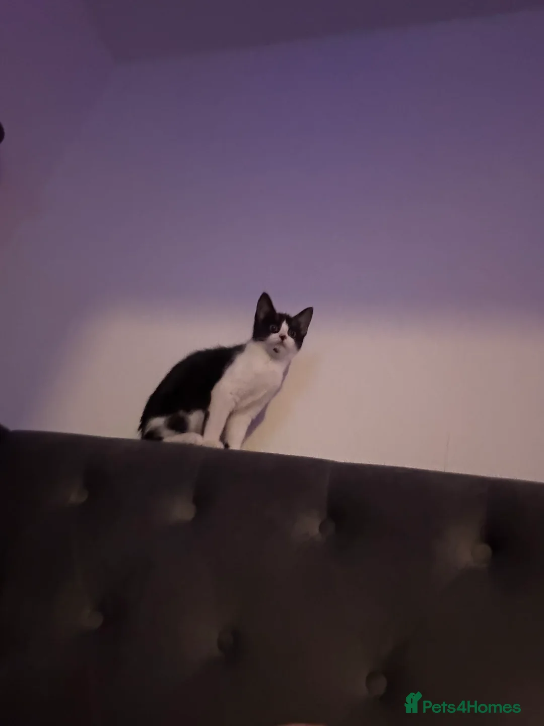 Mixed Breed cats for sale: Two female kittens 7 month old - Advert 5