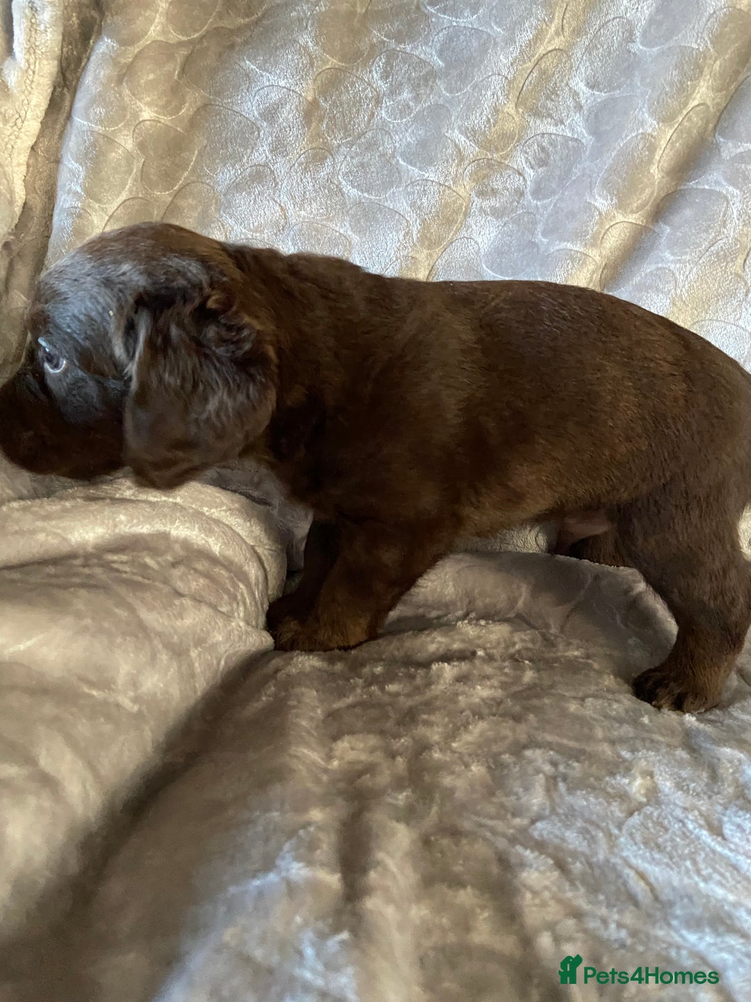 Labradoodle dogs for sale: Rare mini labradoodles variety of colours! - Image 8