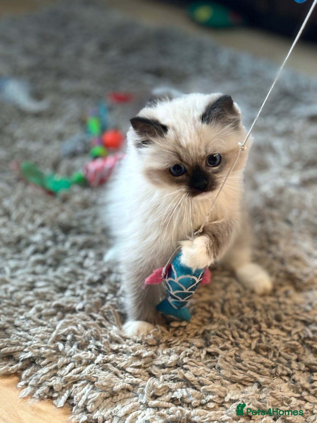 Ragdoll cats for sale: Stunning Ragdoll kittens available now - Advert 2
