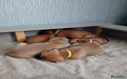 Mixed Breed dogs for sale: Bullmastiff X Puppies - Image 9