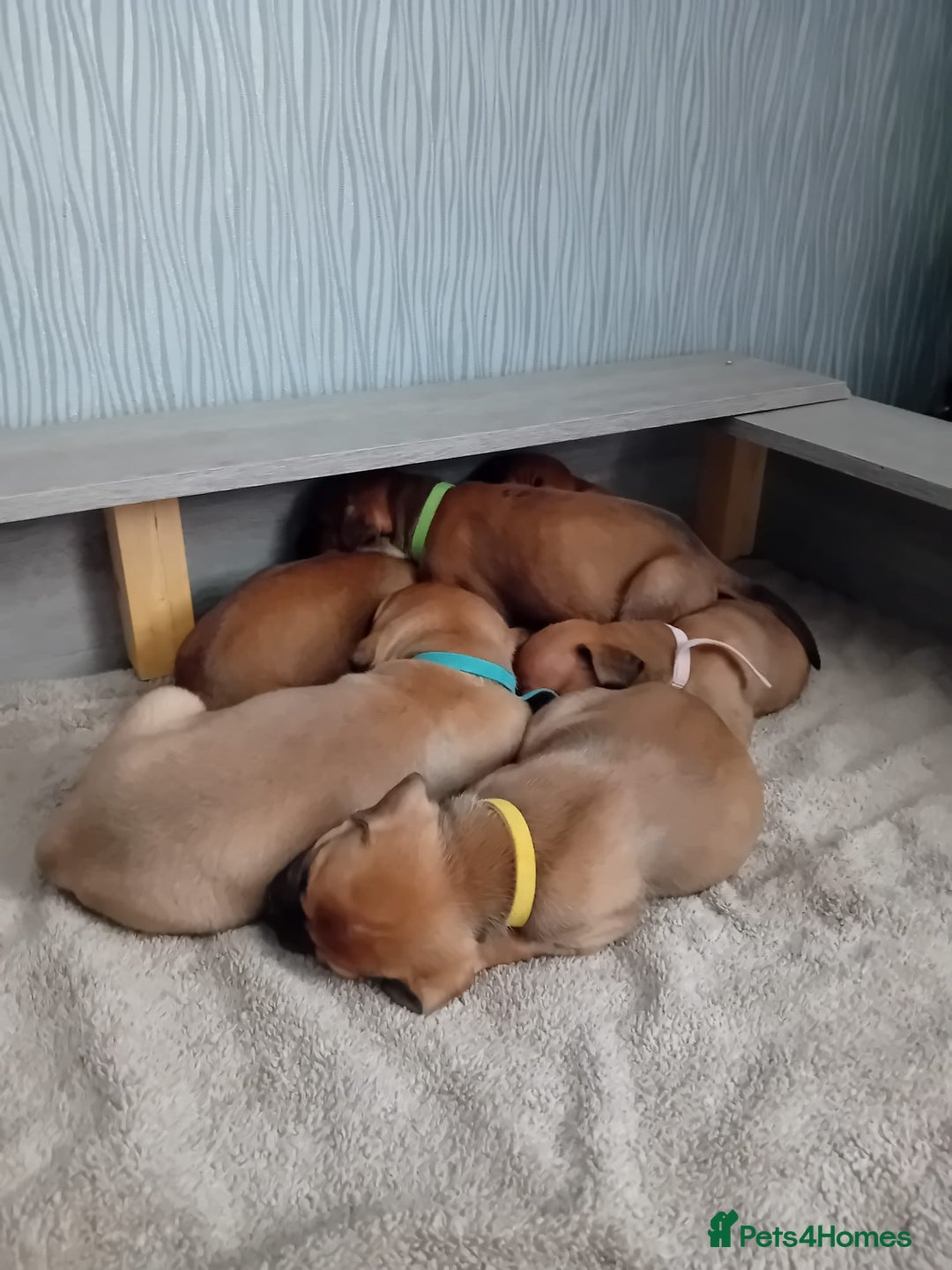 Mixed Breed dogs for sale: Bullmastiff X Puppies - Image 9