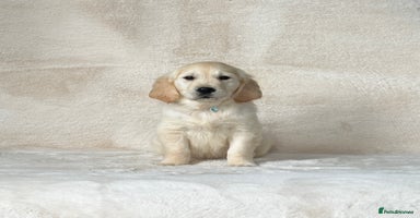 Golden Retriever dogs - Advert 1