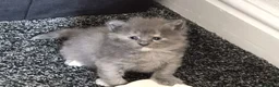 Maine Coon cats for sale: Stunning maine coon full pedigree kittens - Advert 28