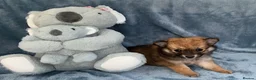 Pomeranian dogs for sale: Beautiful Pomeranian puppies - Advert 8