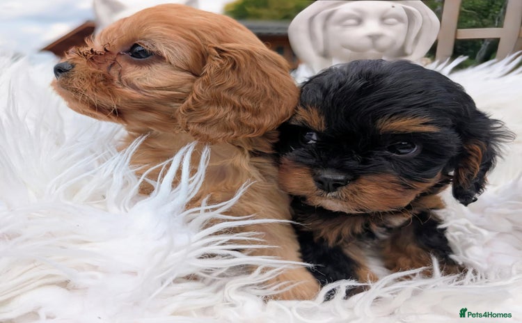 Cavapoo dogs - Advert 8