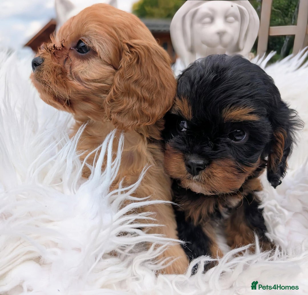 Cavapoo dogs for sale: Stunning true F1 Cavapoos, Apricot and Phantom  - Image 3