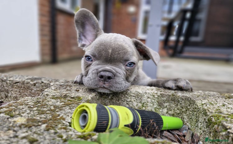French Bulldog dogs - Advert 8