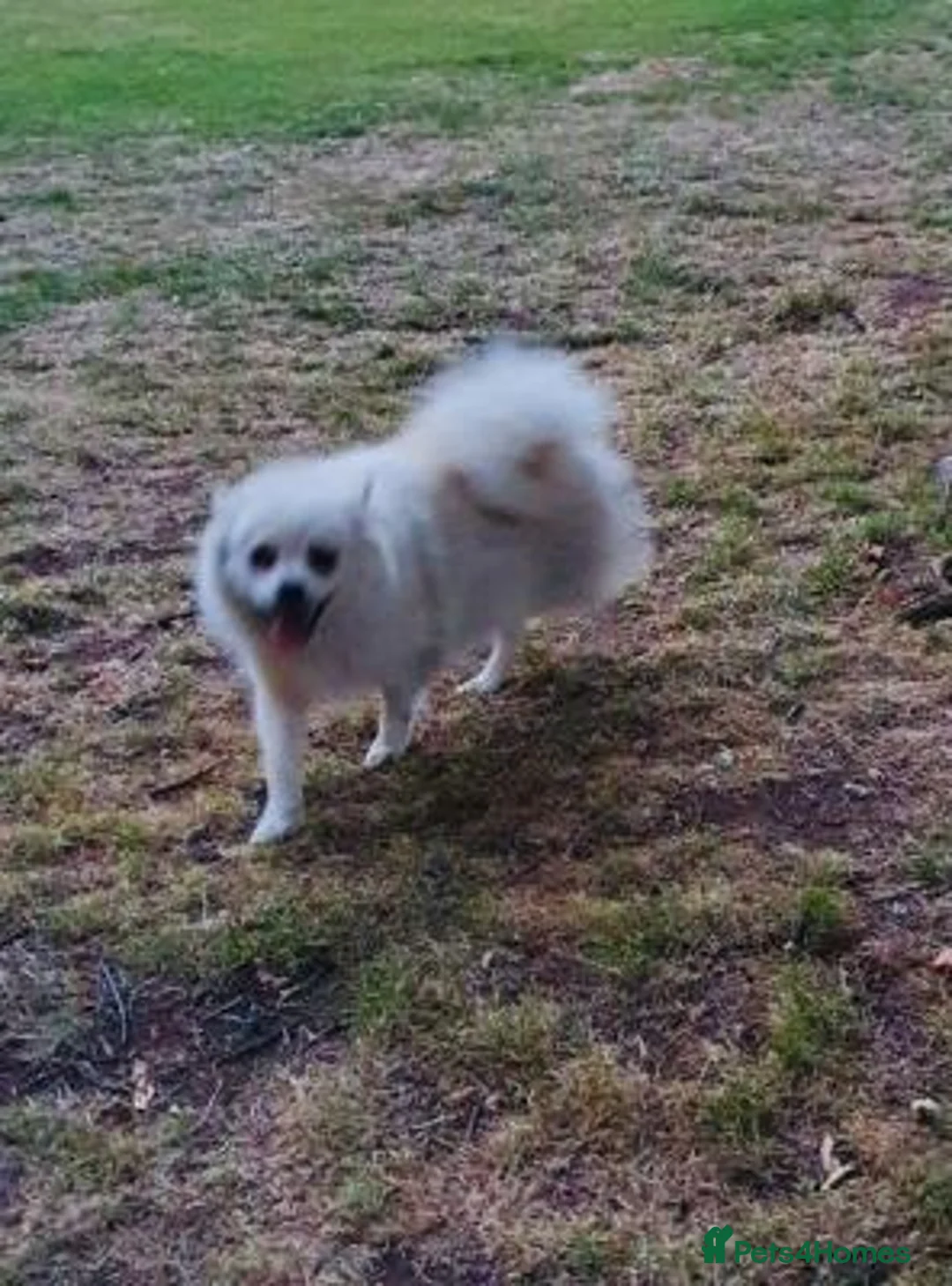 Pomeranian dogs for sale: very affectionate pomeranian girl - Advert 3