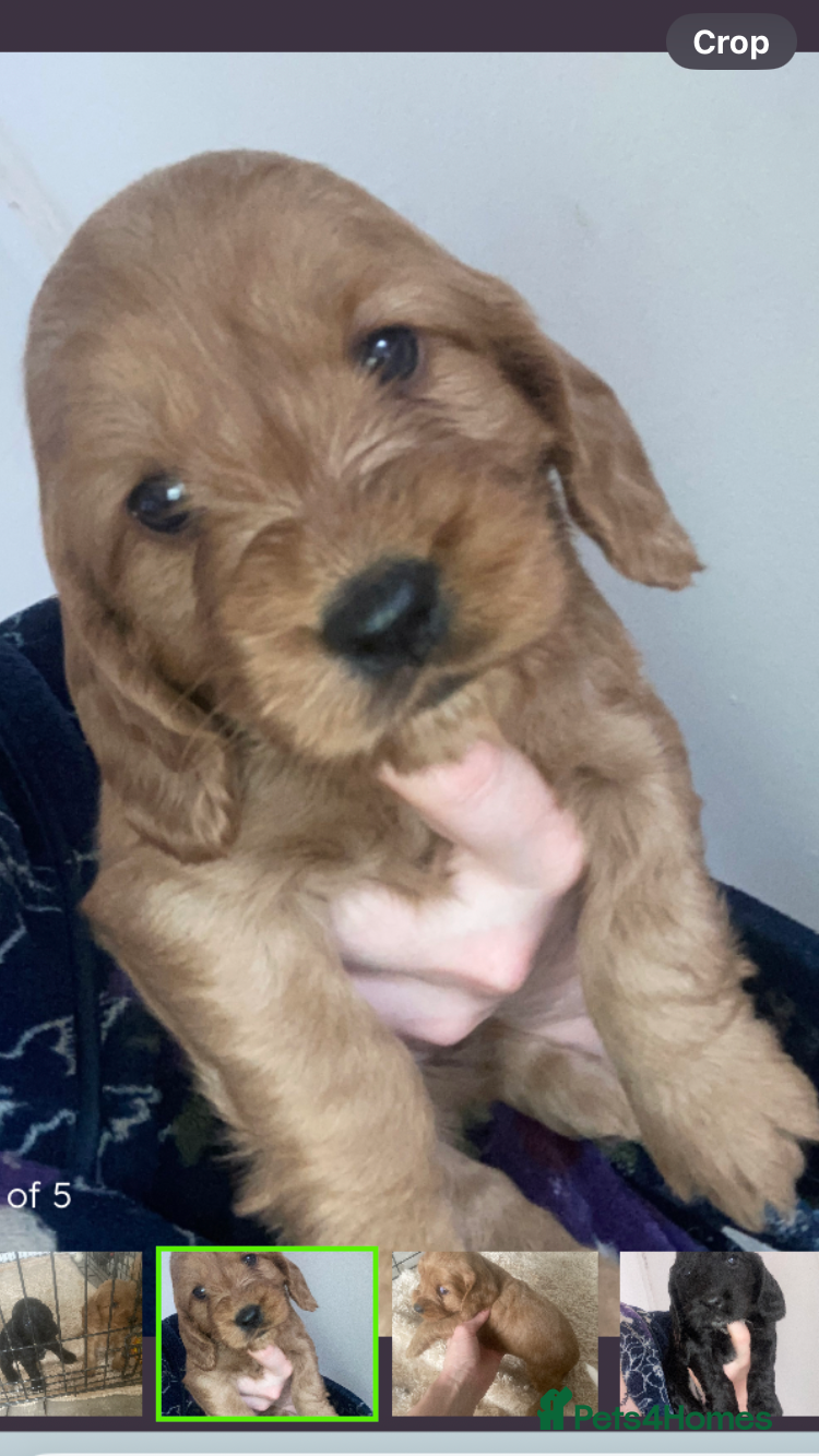 Cockapoo dogs for sale: 8 cockapoo puppys - Advert 1