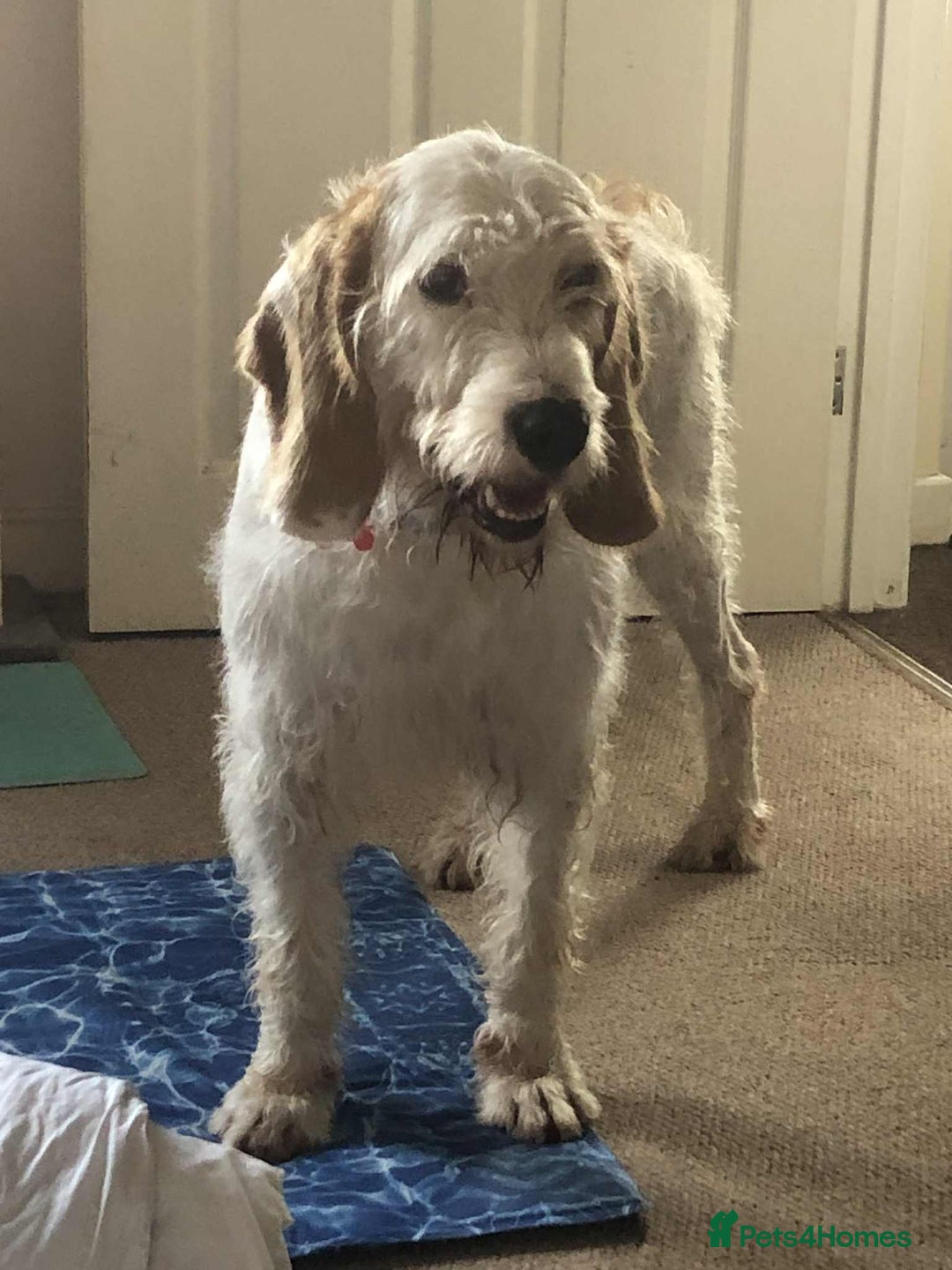 Mixed Breed dogs for adoption: Rufus - lovely Grand Griffon Vendeen for adoption - Image 2