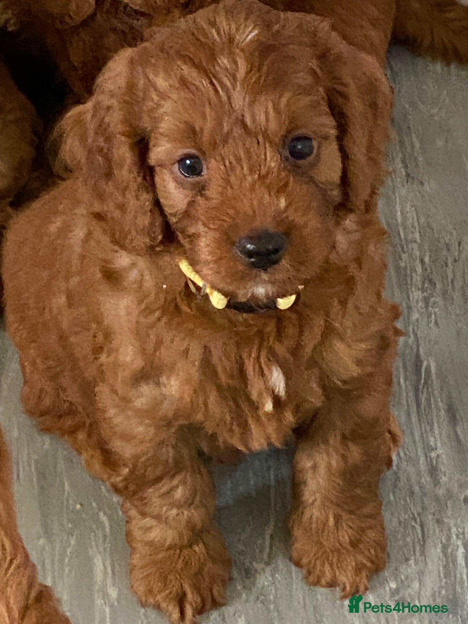 Cockapoo dogs DNA Clear 6 Gorgeous Dark Red F1 Cockapoo puppies - Advert 2