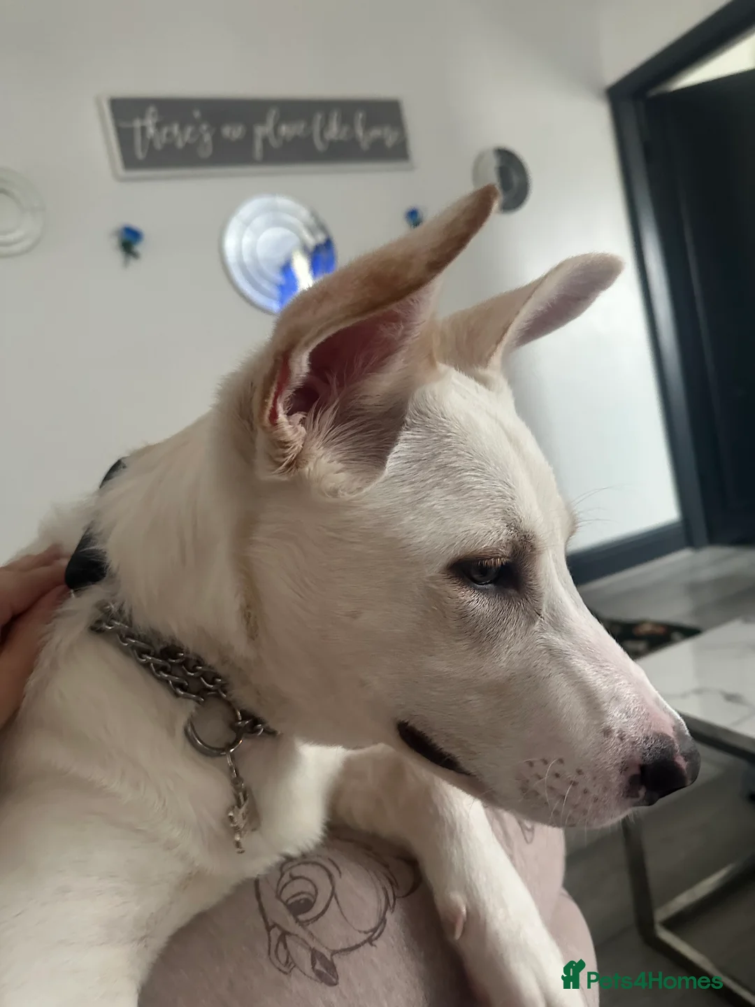 Mixed Breed dogs for sale: Mixed Belgian Malinois  - Advert 4