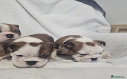 English Bulldog dogs for sale: Champion English bulldogs - Image 1