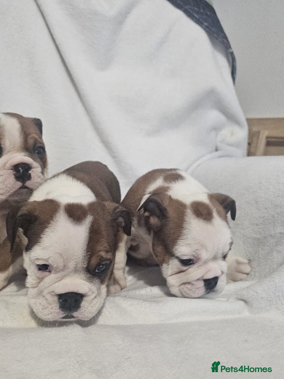 English Bulldog dogs for sale: Champion English bulldogs - Image 1