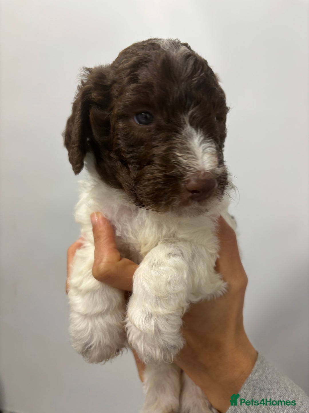 Bernedoodle dogs for sale: F1b St Berdoodle pups born 18/09 - Image 28