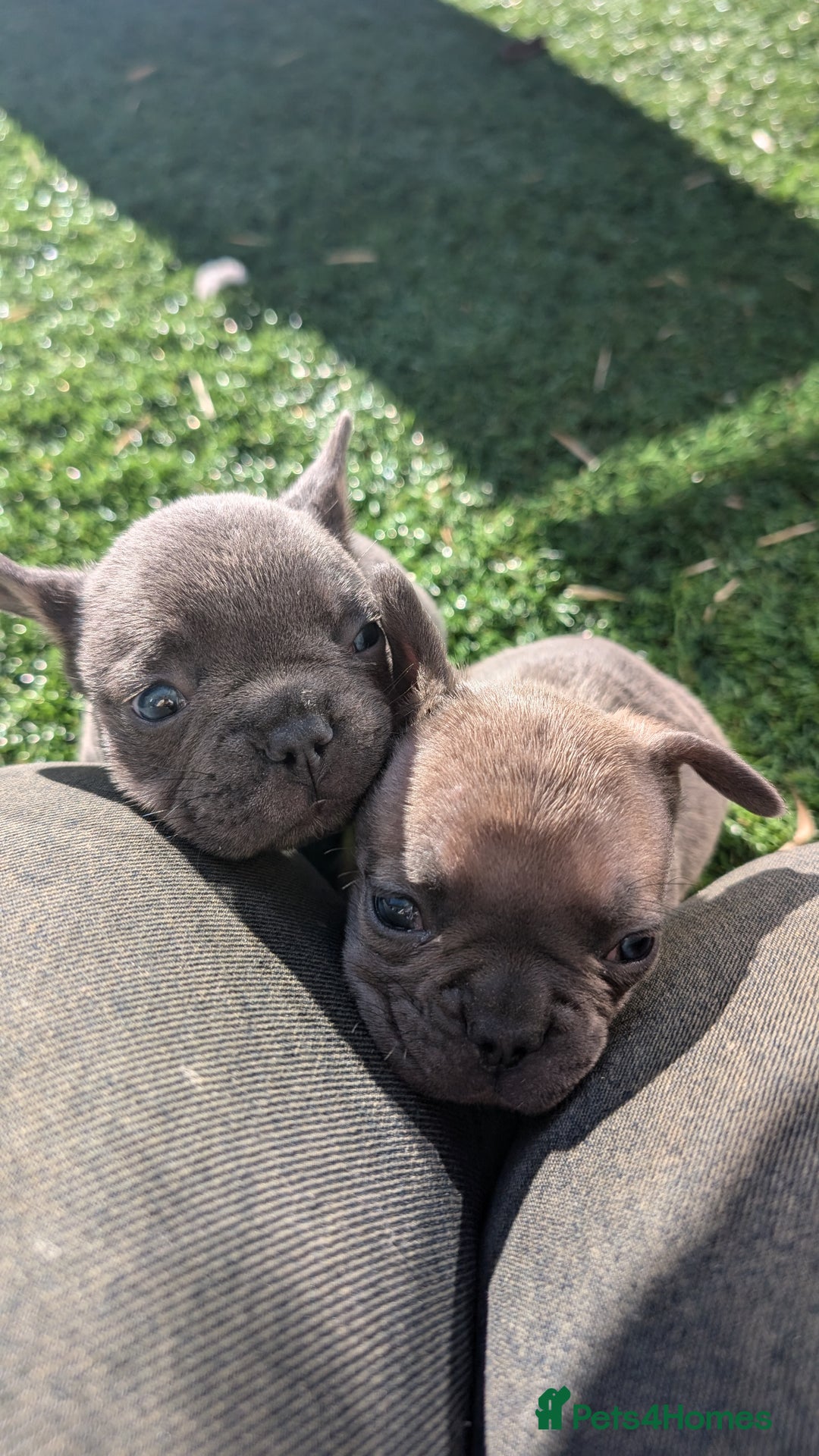 French Bulldog dogs for sale: Reduced! French bulldog male puppy  - Image 3