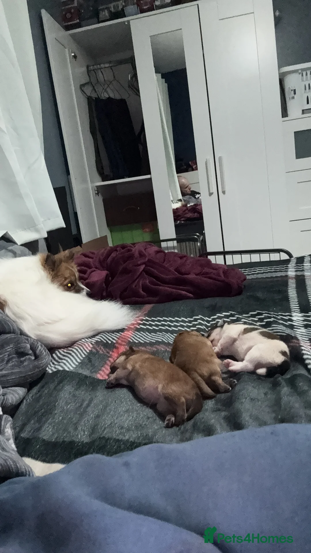 Mixed Breed dogs for sale: German spitz mix with pomchi  - Advert 20