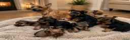 Mixed Breed dogs for sale: Norfolk terrier pups in Dorchester - Advert 1