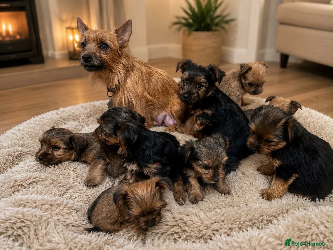 Mixed Breed dogs for sale: Norfolk terrier pups in Dorchester - Advert 1