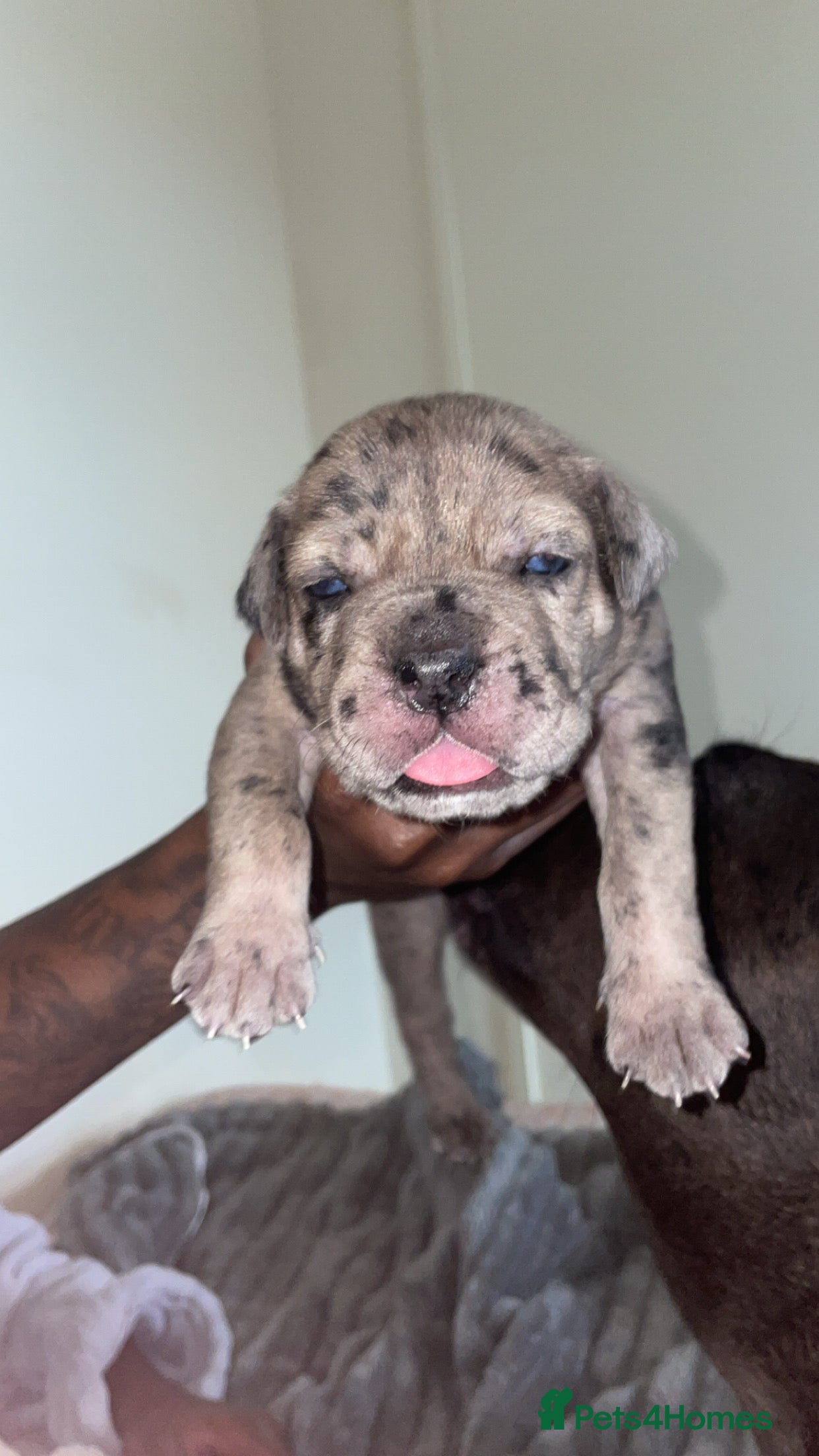Mixed Breed dogs Cane corso x catahoula x bulldog mixbreed - Advert 3