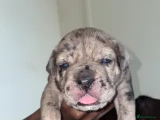 Mixed Breed dogs Cane corso x catahoula x bulldog mixbreed - Advert 3