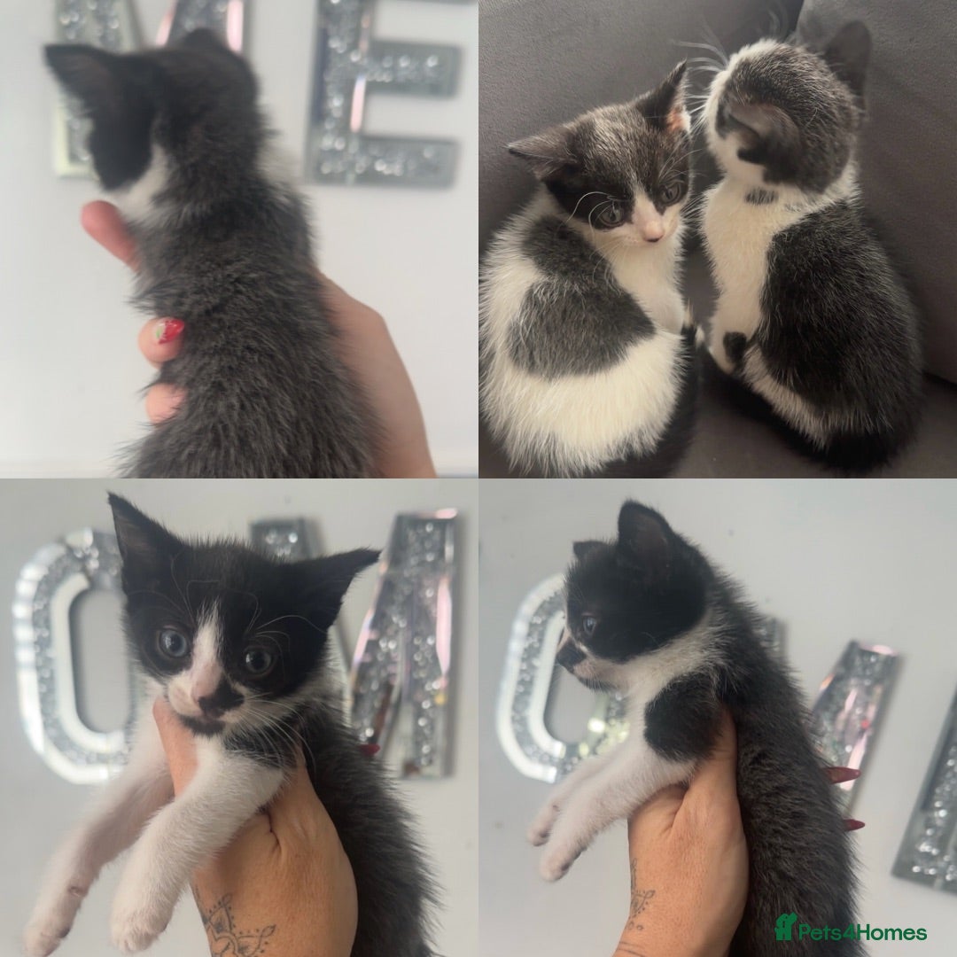 Mixed Breed cats Last kitten beautiful mix grey, black and white   - Advert 11