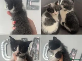 Mixed Breed cats Last kitten beautiful mix grey, black and white - Advert 3